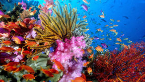 Tubbataha Reefs Natural Park(世界遺産 フィリピン)