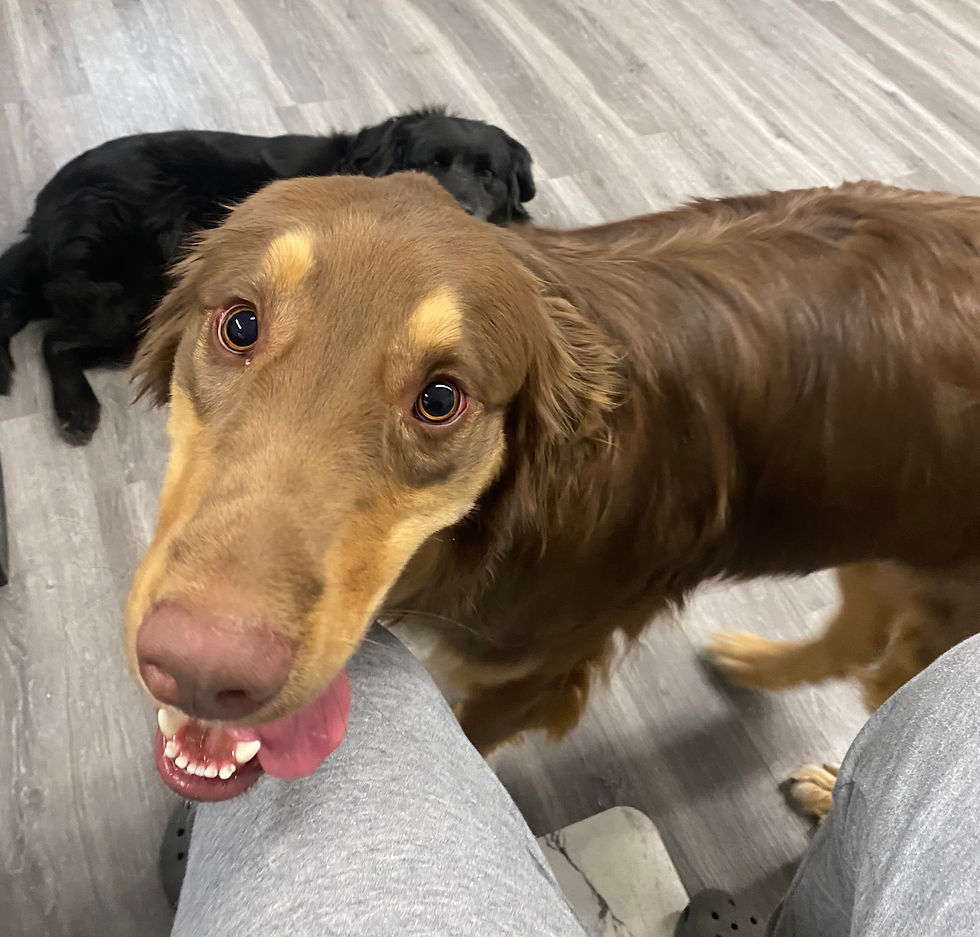 Dog Boarding Staunton Clippinhouse