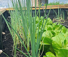 Mushroom cultivation courses, hydroponics growing course, sustainable gardening course, urban food growing course