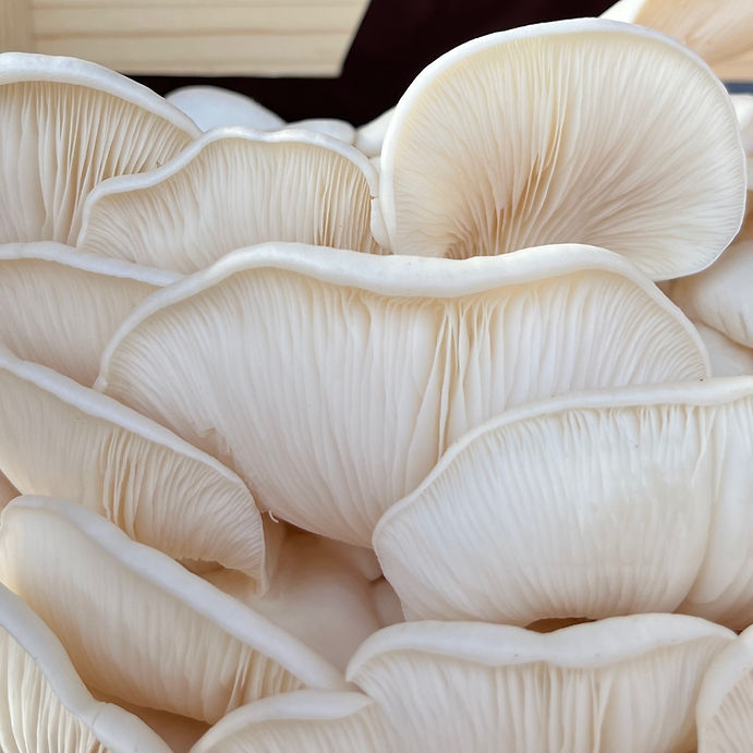 snow-white-oyster-pleurotus-mushroom-markwood.jpg