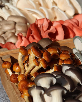 markwood-mushrooms-gourmet-chestnut.jpg