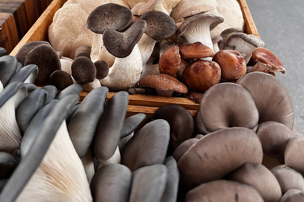 market-markwood-mushrooms-gourmet_edited.jpg
