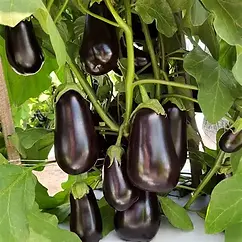 BLACK LANCE F1 EGGPLANT.webp