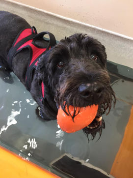 HAppy dog in hydro.jpg