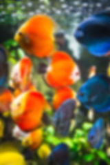 AdobeStock_112845677.jpeg