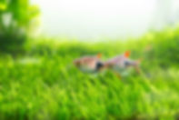 AdobeStock_101383413.jpeg