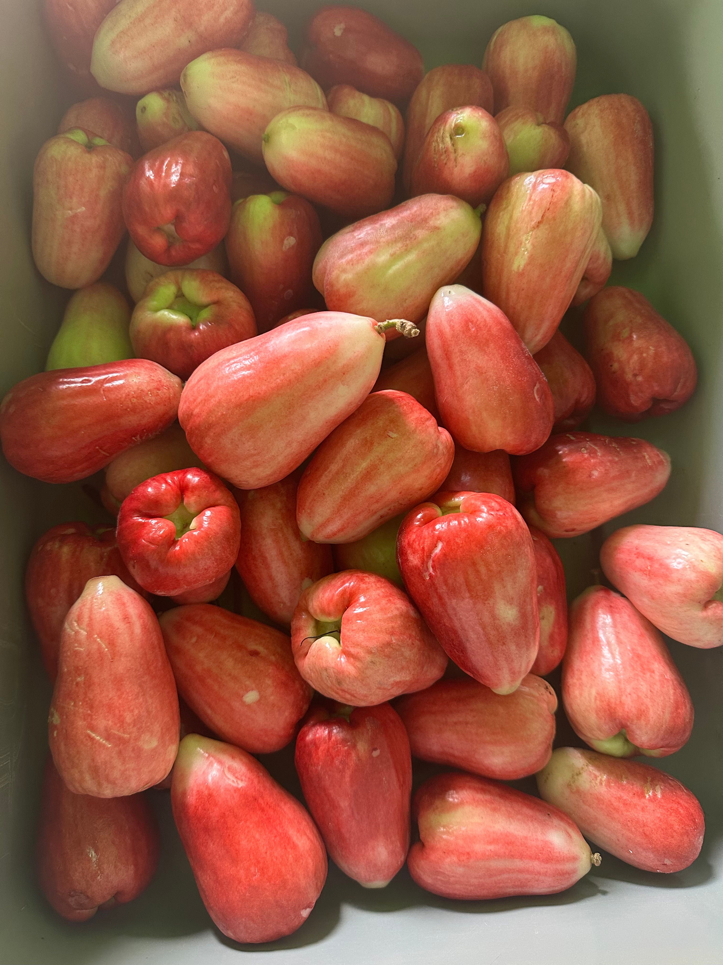 Mountain Apple (25lb / one case)