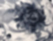 Thumbnail: Grayscale Roses (0-10)