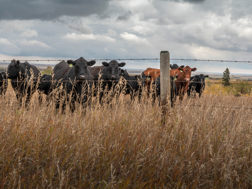 Cattle Owners, Watch Out!