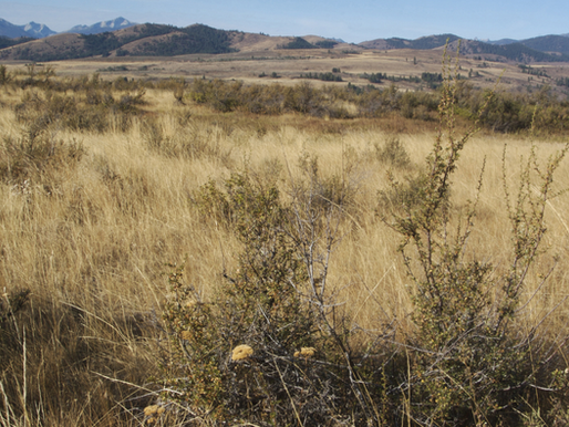 Controversial Public Land Sale Plan Sparks Debate in Wyoming and Beyond