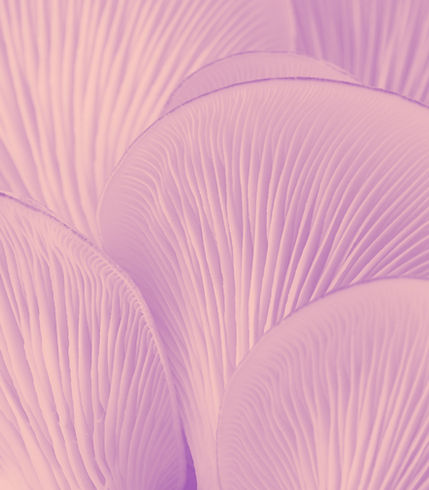 Mushrooms Close-Up_edited.jpg