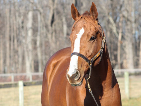 Adopt Me Spotlight: She's So Fly (Now adopted!)