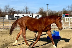 Chestnut Thoroughbred Mare