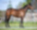 Apply To Adopt A Thoroughbred Horse - After The Races