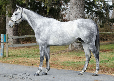 Grey Gelding OTTB
