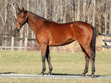 Adopt Me Spotlight: Halligirl!