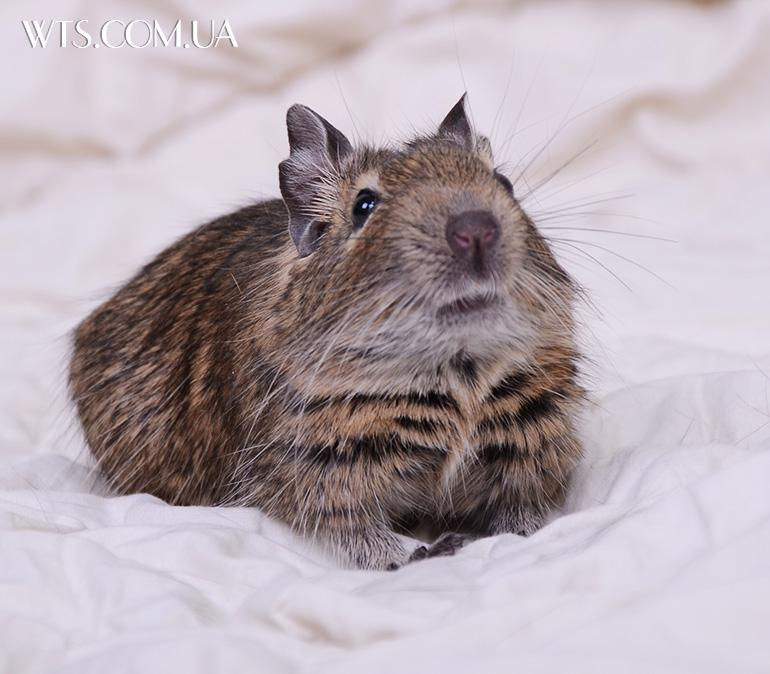 rodents-octodon-degus-ground-squirrel-wts_4