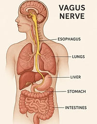 Source: https://www.healthpoint.net.au/blog/vagus-nerve