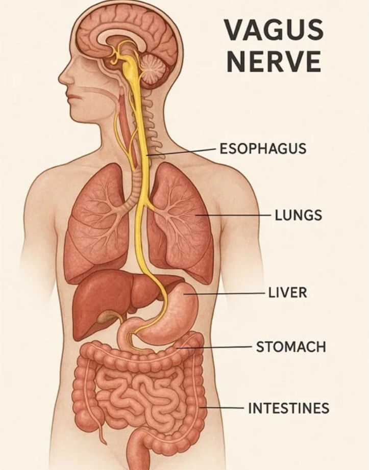 Unlocking the Power of Your Vagus Nerve for Nervous System Regulation