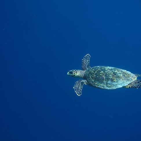 die Echte Karettschildkröte