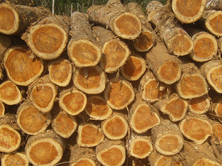 Teak Round Logs