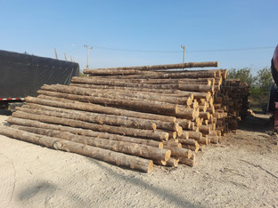 Teak semi-long length logs (580cm).jpeg