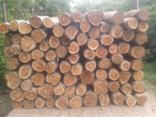 Teak Round Logs