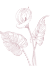 62.png
