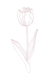 52.png