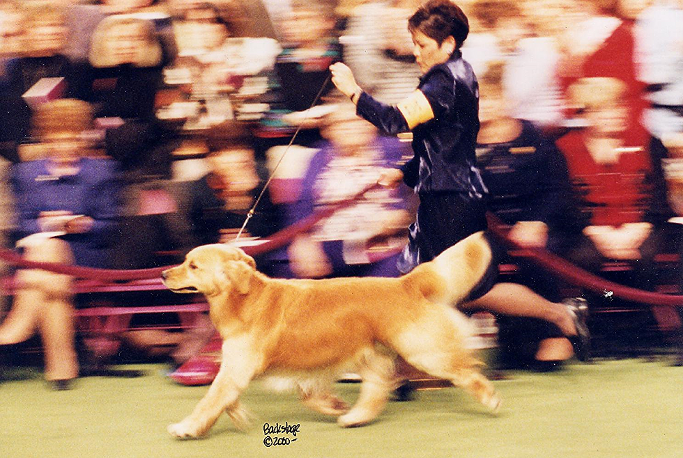 Laurie and Bentley at Westminster, Madison Square Garden
