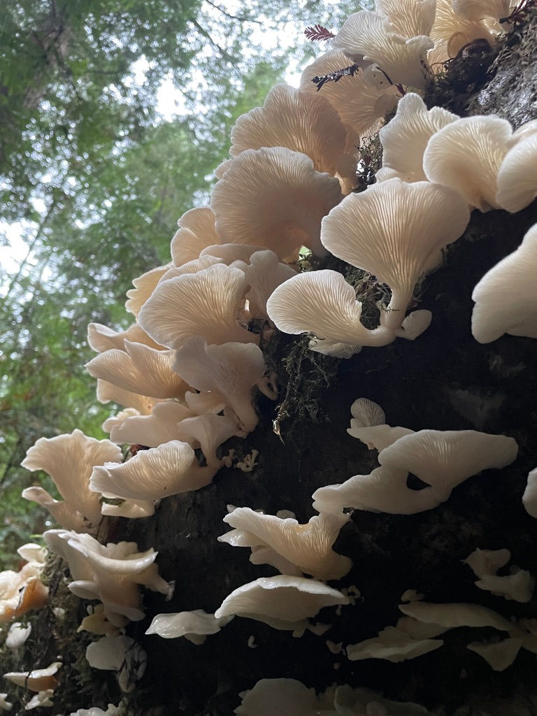 52522DE8-F7A8-46ED-A0A5-E5D23036FED4_1_105_c.jpeg