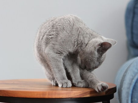 バジルと子猫