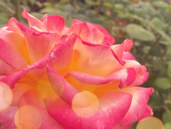 あなたは何色？🌹🍊🍋タイプ