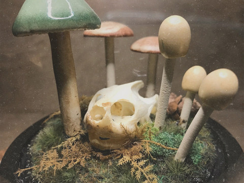 Turtle Skull Terrarium