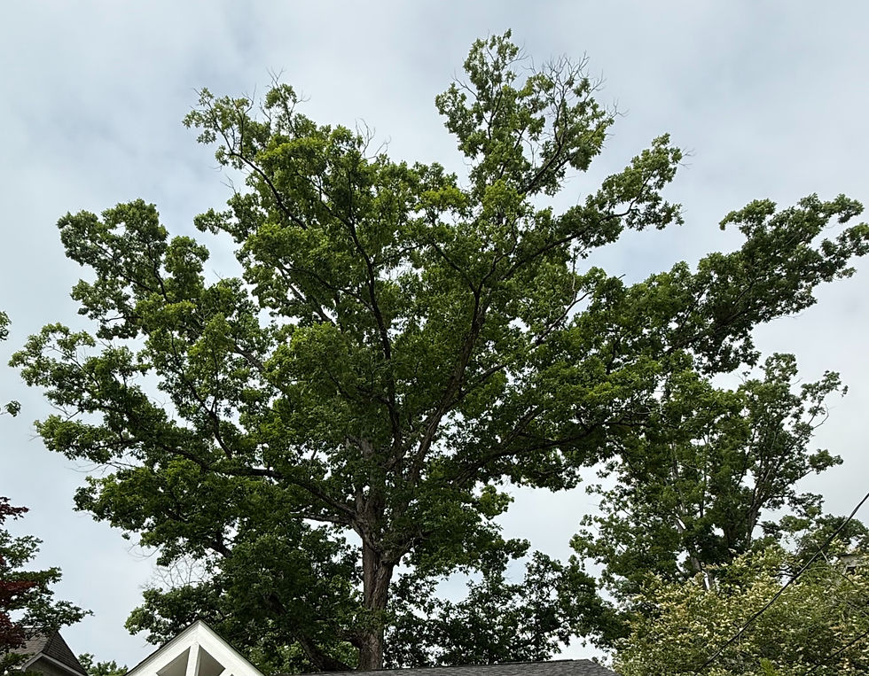 Oak tree in Homewood, Alabama, with branch tip dieback visible at the top of the canopy.