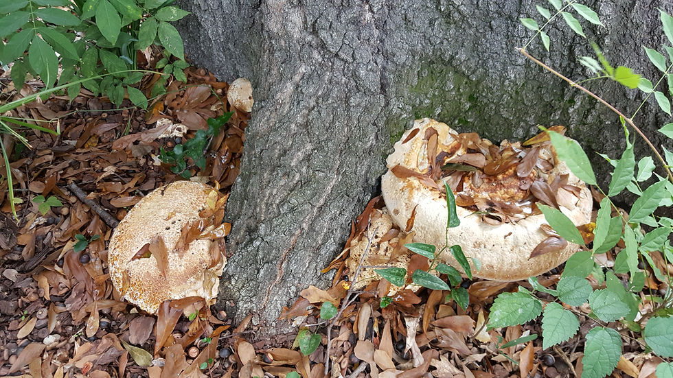 Large fungal conks of Inonotus dryadeus growing at the base of an oak tree in MountainBrook, Alabama.
