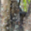 Crepe Myrtle with Bark Scale in Mountain Brook, AL