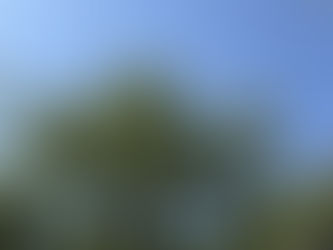 Full canopy of a mature oak tree against a blue sky in Vestavia Hills, Alabama