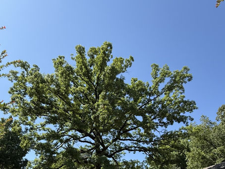 Full canopy of a mature oak tree against a blue sky in Vestavia Hills, Alabama