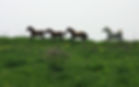 Wild Horses