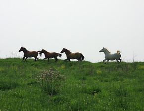 Wild Horses