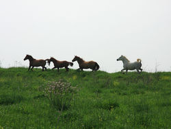 Wild Horses Running In A Meadow
