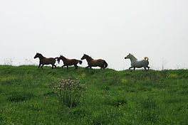 Chevaux sauvages