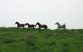 Stall event_Market Stall Event_edited.jpg
