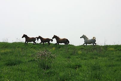 Wild Horses