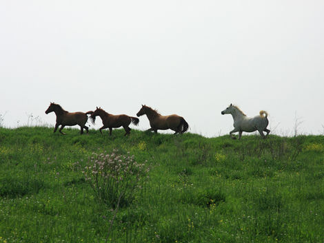 Heartfelt Farming: Nurturing Cardiovascular Wellness in Our Farm Animal Friends