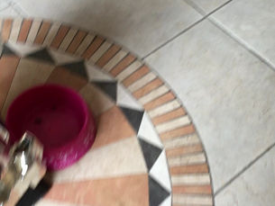 AI feeds my dog