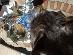 AI robot gives water to dog