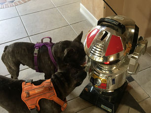 AI pet sitter