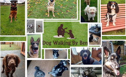 Dog Walking by Ben Business wallpaper